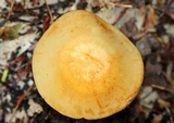 Marasmius strictipes image
