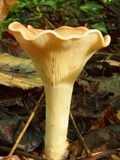 Clitocybe gibba image