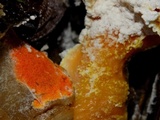Hypomyces aurantius image