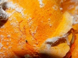 Hypomyces aurantius image