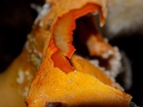 Hypomyces aurantius image
