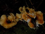Hypomyces aurantius image