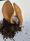 Otidea leporina image