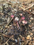 Mycena purpureofusca image