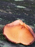 Crepidotus crocophyllus image