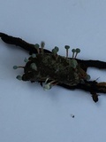 Penicillium vulpinum image