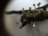 Penicillium vulpinum image