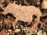 Fuligo septica image