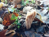 Clavariadelphus occidentalis image