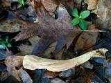 Clavariadelphus occidentalis image