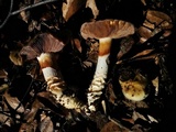 Cortinarius glutinosoarmillatus image