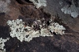 Flavoparmelia baltimorensis image