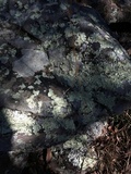 Flavoparmelia baltimorensis image