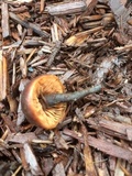 Macrocystidia cucumis image