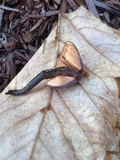 Macrocystidia cucumis image