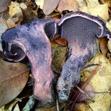Sarcodon fuscoindicus image