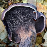 Sarcodon fuscoindicus image