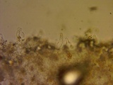 Bolbitius reticulatus image