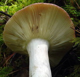 Russula vinosa image