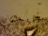 Bolbitius reticulatus image