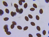 Psathyrella longipes image
