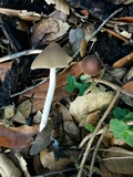 Psathyrella longipes image