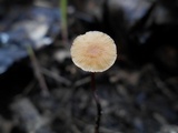 Rhizomarasmius pyrrhocephalus image