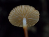 Rhizomarasmius pyrrhocephalus image