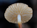 Rhizomarasmius pyrrhocephalus image