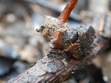 Rhizomarasmius pyrrhocephalus image