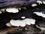 Gloeoporus dichrous image