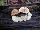 Gloeoporus dichrous image