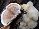Gloeoporus dichrous image