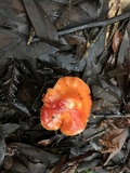 Hygrocybe laetissima image