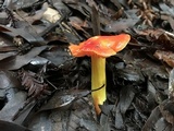 Hygrocybe laetissima image