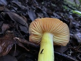 Hygrocybe laetissima image