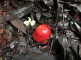 Hygrocybe laetissima image