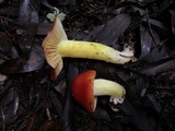 Hygrocybe laetissima image