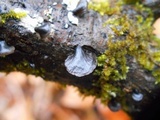 Resupinatus alboniger image