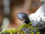 Resupinatus alboniger image
