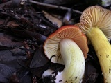 Hygrocybe laetissima image