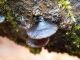 Resupinatus alboniger image
