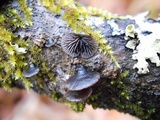 Resupinatus alboniger image