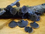 Resupinatus alboniger image