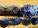 Resupinatus alboniger image
