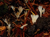Aphelaria tuberosa image