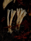 Aphelaria tuberosa image