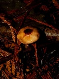 Lepiota castanea image