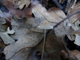 Mycena filopes image