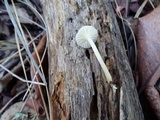 Cuphophyllus virgineus image